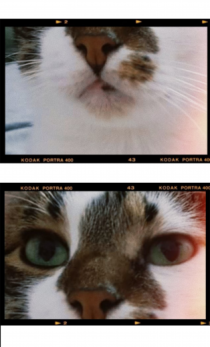 Cats