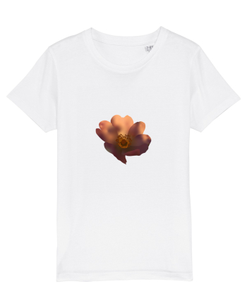 Photo Illustration - wild flower White