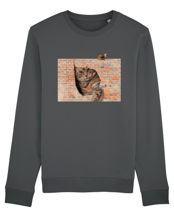 Cats on walls  Anthracite
