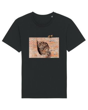 Cats on walls  Black