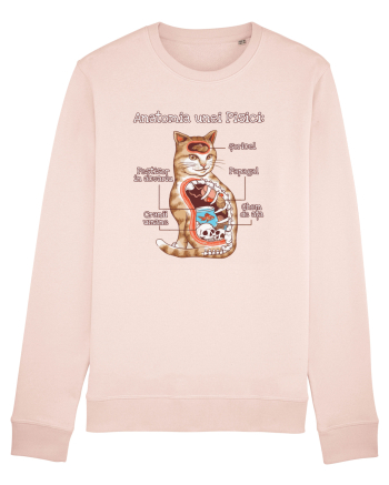 Anatomia unei pisici Candy Pink