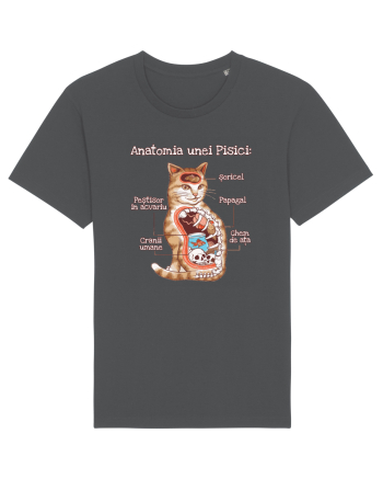 Anatomia unei pisici Anthracite