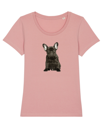 French bulldog Canyon Pink
