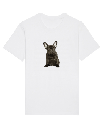 French bulldog White