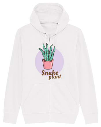 Snake plant White