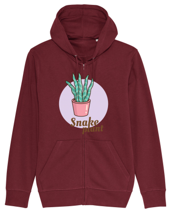 Snake plant Burgundy