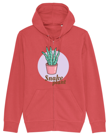 Snake plant Carmine Red