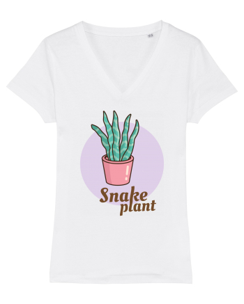 Snake plant White