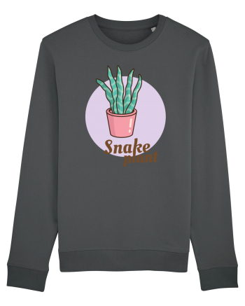 Snake plant Anthracite