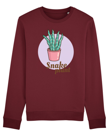 Snake plant Burgundy