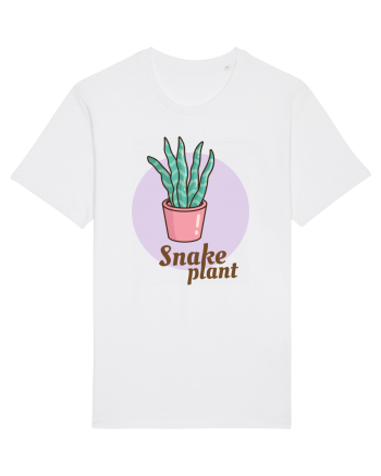 Snake plant White