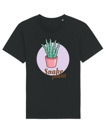 Snake plant Black
