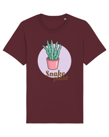 Snake plant Burgundy