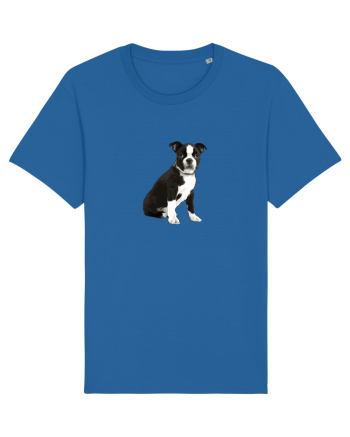 Catelus Royal Blue