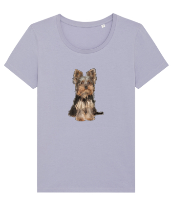 Yorkshire terrier Lavender