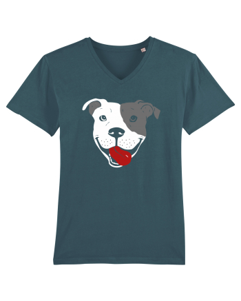 Catel Pitbull Stargazer