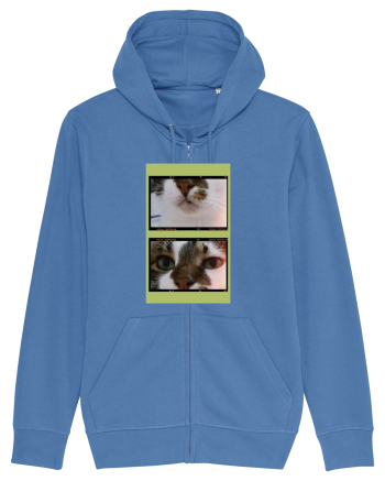 Cats Bright Blue