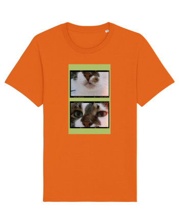 Cats Bright Orange