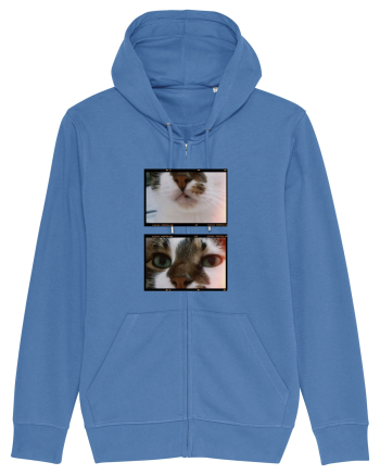 Cats Bright Blue