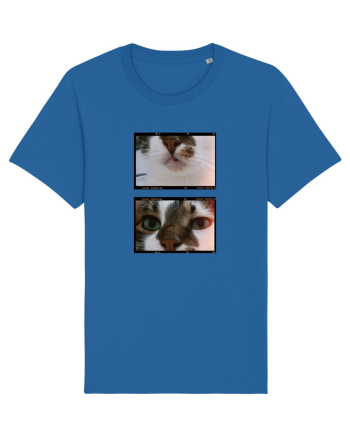 Cats Royal Blue