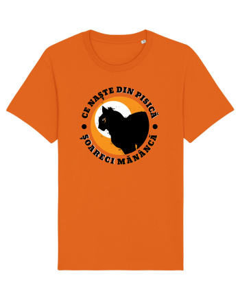 Ce naste din pisica Bright Orange