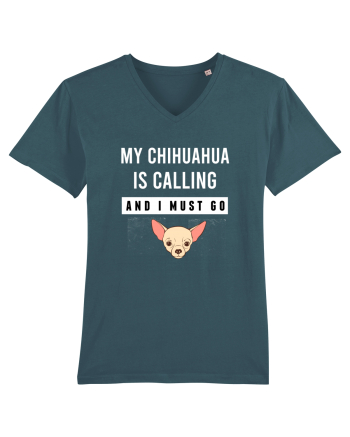 CHIHUAHUA Stargazer