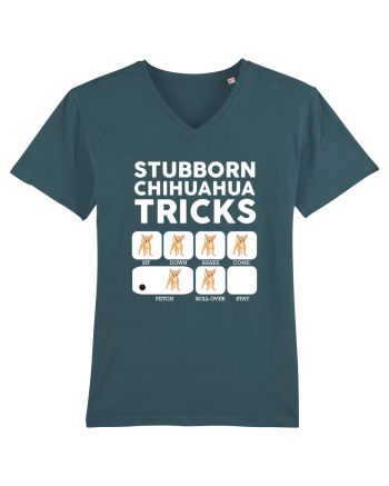 CHIHUAHUA Stargazer