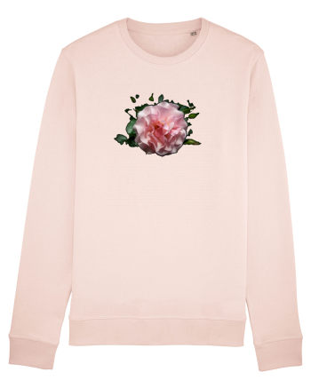 MIracolul trandafirului Candy Pink