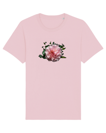MIracolul trandafirului Cotton Pink