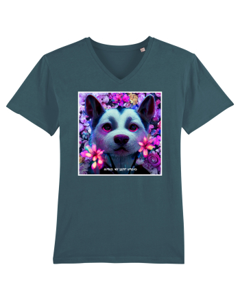 husky little dog Stargazer