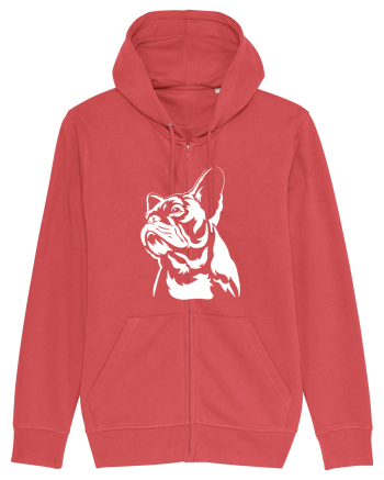 French bulldog Carmine Red