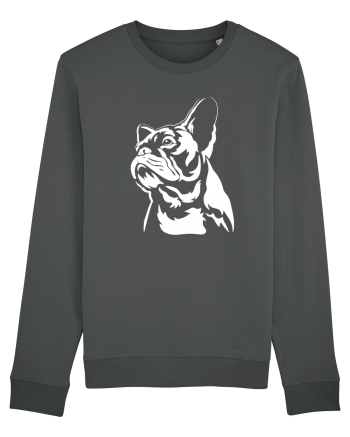 French bulldog Anthracite