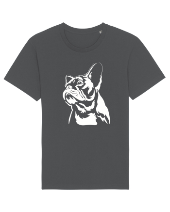 French bulldog Anthracite