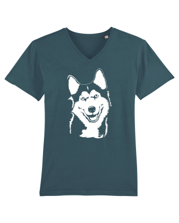 Happy husky Stargazer