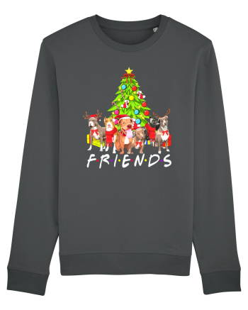 Christmas Pitbull Friends Anthracite