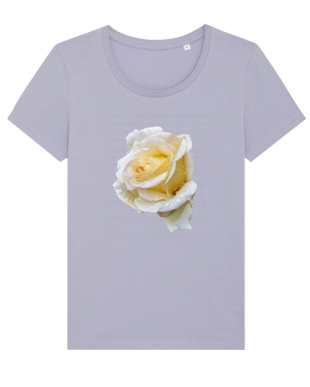 Trandafir romantic alb dupa ploaie Lavender