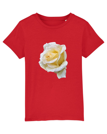 Trandafir romantic alb dupa ploaie Red