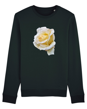 Trandafir romantic alb dupa ploaie Black