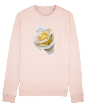 Trandafir romantic alb dupa ploaie Candy Pink