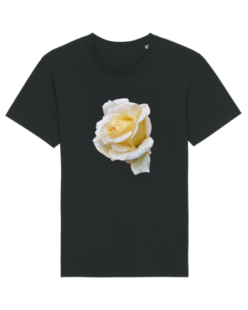 Trandafir romantic alb dupa ploaie Black