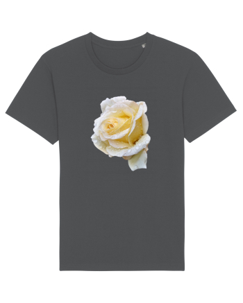 Trandafir romantic alb dupa ploaie Anthracite