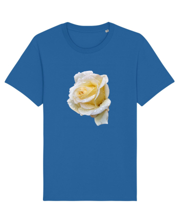 Trandafir romantic alb dupa ploaie Royal Blue
