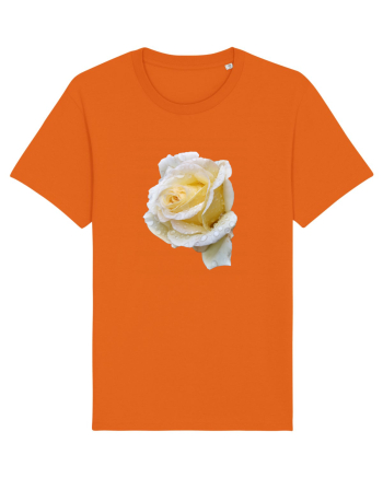 Trandafir romantic alb dupa ploaie Bright Orange