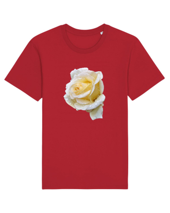 Trandafir romantic alb dupa ploaie Red