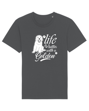 Golden retriever Anthracite