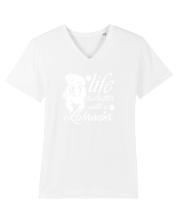 Labrador White