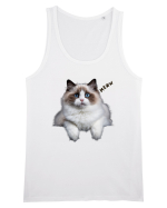 Pisica siameza ochi albastri Meow Miau Maiou Bărbat Runs