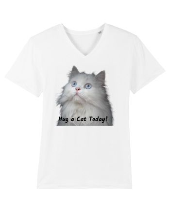 Hug a cat today, pisica ochi albastri White
