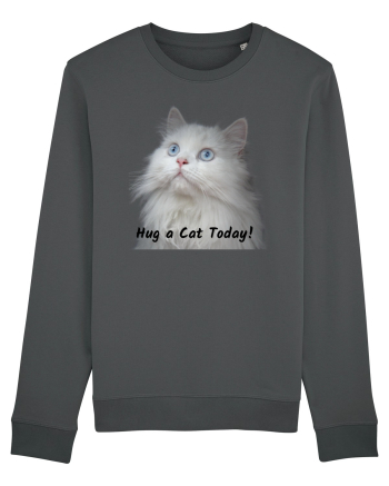 Hug a cat today, pisica ochi albastri Anthracite