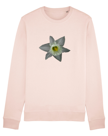 Narcisa alba Candy Pink